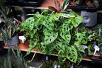 Gardenera Premium Swiss Cheese Plant Potting Mix - Monstera Deliciosa Blend for Optimal Nutrients and Drainage for Healthy Growth - 4 Quart