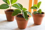Premium Plant Propagation Potting Mix by Gardenera: Pre-Mixed and Ready to Use for Convenient Propagation - 2 Quart