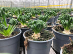 Gardenera Premium Albuca Spiralis Potting Soil Mix - Perfect Balance of Nutrients, Drainage, and Aeration for Thriving Blooms - 2 Quart