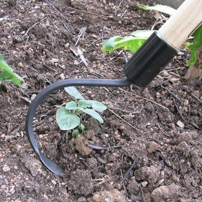 CobraHead® Long Handle Weeder & Cultivator Garden Tool - Forged Steel Blade - Natural 60-Inch Hardwood Handle - Ergonomically Designed for Digging, Edging & Planting - for Gardeners Over 6'2" Tall