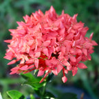 Premium Ixora Plant Soil Mix by Gardenera - Stimulate Growth and Elevate Colorful Blooms with Nourishing Formula - 5 Quart