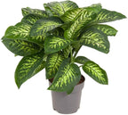 Gardenera Premium DIEFFENBACHIA Potting Soil Mix - Ideal for Growing Robust and Healthy Dieffenbachia - 2 Quart