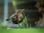 Birdseed Cylinders with Hole - Bird Seed for Outside Wild Birds (Small Cylinder, Bandit Buster 4pc)