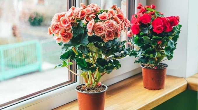 Gardenera Begonia Potting Mix - Promote Strong Roots and Stunning Blooms with Our Premium Blend - 4 Quart