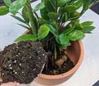 Premium Zamioculcas Plant Soil Mix by Gardenera - Stimulate Growth and Elevate Elegance with Nourishing Formula - 5 Quart