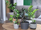 Gardenera Premium ZZ Plant Ultra-Performance Potting Mix - Proven Formula for Thriving Zamioculcas - Enhances Elegance and Vigorous Growth - 1 Quart