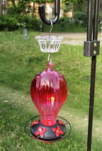 Ant Moat for Hummingbird Feeder - 3 OZ x 4 Pack Clear Insect Guard with Large Capacity
