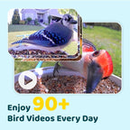 NETVUE by Birdfy Smart Bird Feeder with Camera, Bird Watching Camera, Auto Capture Video & Motion Detection, 1080P Live Steam, Cardinal Feeder Outdoor Wireless, Ideal Present for Backyard Birder, Blue