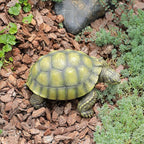 Realistic Turtle Statue - Turtle Sculpture Outdoor Garden Decoration Suitable for Ponds, courtyards, lawns, and Pools | A Unique Gift for Gardeners and Nature Enthusiasts