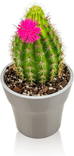 Gardenera Professional Succulent Soil Premium All Purpose Blend | Pre-Mixed Ready to Use for Cactus and Succulents | Sphagnum Peat Moss, Perlite, New Zealand Pine Bark - Made in USA - 3 Quart