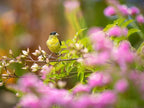 Birdseed Cylinders with Hole - Bird Seed for Outside Wild Birds (Small Cylinder, Four Seasons Flight 2pc)