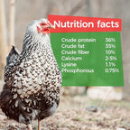 GrubTerra Golden Dried Black Soldier Fly Larvae - Premium Supplement to Increase Egg Production for Hen Treats, Bird Feed, Chicken Feeder, Pet Bird Food, and Wildbird Feed, Never from China! (1lb)