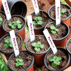 TDHDIKE 4" Small Plastic Plant Nursery Pot/Pots (100pcs) Seedlings Flower Plant Container Seed Starting Pots , Come with 100pcs Plant Labels