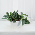 Elevate Your Space with Gardenera's Organic Potting Mix - Tailored for Thriving Scindapsus Sterling Plants and Striking Leaves - 2 Quart