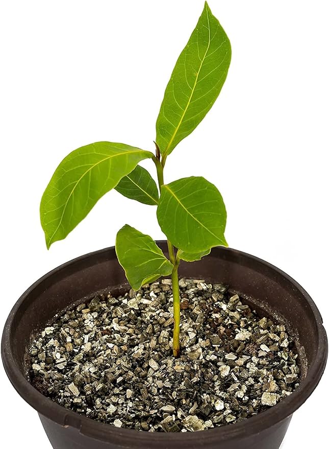 Horticultural Organic Vermiculite for Plants - Medium Grade - Natural Soil Additive for Gardening, Houseplants, Mushrooms, Potted Plants, Hydroponics, Terrariums (5 Quart)