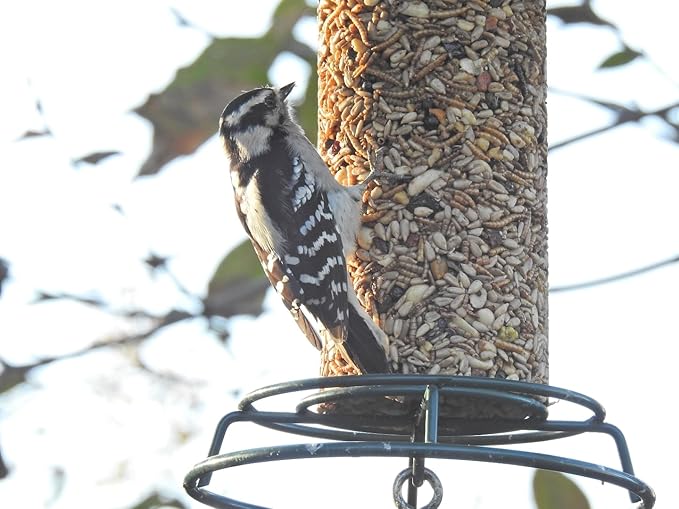 JCs Wildlife Premium Bird Seed Small Cylinder with Hole (Woodpecker Blend)