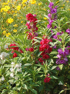 Gardenera Premium Balsam Camellia Potting Soil Mix - Perfect Balance of Nutrients, Drainage, and Aeration for Thriving Blooms - 5 Quart