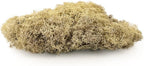GARDENERA Premium Preserved Reindeer Moss for Potted Plants, Terrariums, Fairy Gardens, Arts and Crafts or Floral Decor Design in Natural (1 Quart Bag)