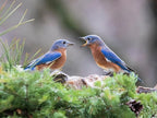 Birdseed Cylinders with Hole - Bird Seed for Outside Wild Birds (Small Cylinder, Mighty Bird Mix 2pc)