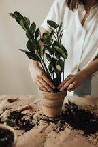 Gardenera Premium ZZ Plant Essential Potting Blend - All-Natural Blend for Thriving Zamioculcas Plants - Boosts Root Health and Distinctive Beauty - 2 QUARTS