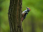 Birdseed Cylinders with Hole - Bird Seed for Outside Wild Birds (Small Cylinder, Redhead Special 4pc)