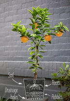 GARDENERA Citrus Tree Potting Soil Mix, Special Blend for Indoor Oranges, Lemons, Limes and More - (1 Quart Bag)