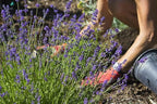 Organic Lavender Soil Mix by Gardenera - Provide The Best Growing Medium for Your Plants - 2 QUARTS