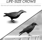 NACH Crow Decor, 4.5 x 11 x 3.5 inch, Cast Iron Black Raven Statue, Raven Decor for Outside - Head Up Crow Statue