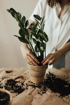Gardenera Zamioculcas Potting Mix - Unlock Robust Growth and Striking Leaves with Our High-Performance Formula - 20 Quart