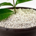 Premium Organic Perlite - (Made in Ukraine) Horticultural Soil Amendment for Indoor & Outdoor Container Plants for Drainage Management and Enhanced Growth - 2 Quart