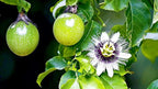 GARDENERA Premium Passion Fruit Potting Soil Mix - Perfect Balance of Nutrients, Drainage, and Aeration for Thriving Passion Fruit Vines - 3 Quart