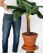 Gardenera Banana Tree Potting Mix - Premium Quality Blend for Superior Banana Tree Health and Resilience - Promotes Strong Root Growth and Disease Resistance (4 Quart)