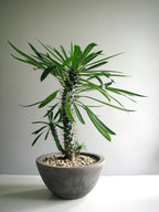 Gardenera Madagascar Palm Potting Mix - Promote Strong Roots and Captivating Form with Our Premium Blend - 4 Quart