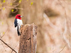 Birdseed Cylinders with Hole - Bird Seed for Outside Wild Birds (Small Cylinder, Redhead Special 4pc)