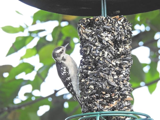 JCs Wildlife All Season Blend Premium Bird Seed Small Cylinder, 1.75 lb (2 Cylinder)