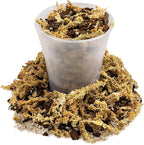 GARDENERA Premium Preserved Reindeer Moss for Potted Plants, Terrariums, Fairy Gardens, Arts and Crafts or Floral Decor Design in Natural (2 Quart Bag)