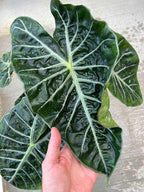 Elevate Your Space with Gardenera's Organic Potting Mix - Tailored for Vibrant Alocasia Plants & Majestic Leaves - 2 QT