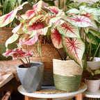 Gardenera Caladium Potting Mix - Unlock Robust Growth and Striking Leaf Color with Our High-Performance Formula - 20 Quart