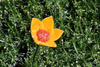Ceramic Garden Decor - Flower Lawn Stake - Outdoor Statue - Perfect, Unique Gifts for Gardeners Woman, Men, Yard Gifts - Handmade, Frostproof