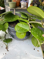 Gardenera Hoya Plant Premium Potting Mix - 1 Quart - Optimal Balance for Thriving Hoyas: Air, Moisture, and Nutrient Retention