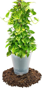 GARDENERA Premium Pothos Potting Soil Mix - Air Cleaning Plant Potting Mix, Soil Mix for Pothos, Parlor Palm, Peace Lily - (2 Quart Bag)