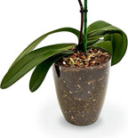 Premium Orchid Soil Mix by Gardenera - Hand Mixed New Zealand Pinus Radiata 100% Natural Potting Soil Bark Mix - for Phalaenopsis Orchid - 3 Quart - Made in USA