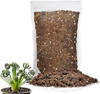 Gardenera Premium Albuca Spiralis Potting Soil Mix - Perfect Balance of Nutrients, Drainage, and Aeration for Thriving Blooms - 1 Quart