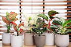 Gardenera Aglaonema Plant Potting Soil - All-Natural Blend for Thriving Aglaonema Plants - Boosts Root Health and Distinctive Foliage - 10 Quart