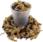 Gardenera Premium Orchid Mix by GARDENERA | Fern + New Zealand Pine Bark + Sphagnum Moss + Perlite | Best for Growing and Repotting Orchids - 2 Quart Bag