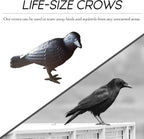 NACH Cast Iron Crow Statue, Head to Side Raven, Large Garden Statues, Crow Garden Sculpture, Bird Figurines Home Decor, Crow Decor, Raven Decor, Black Bird Statue, 4 x 11 x 6.5 inches, JS-90-7115