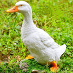 Realistic Duck Statues, Funny Duck Fence Decoration, Resin Duck Decor, Outdoor Animal Statue, Duck Sculpture, Perfect for Home Garden Stairs, Farm, Patio, Backyard (7 in)