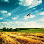 eyijklzo Bird Scarer Flying Kite Crops Farm Flying Bird Hawk Flying Kite
