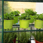 Worth Garden 50% Extra Wide Mini Greenhouse 5 Tier Portable Plant Green House 40in Wide -Sturdy Gardening Shelves with PVC Cover - Indoor & Outdoor Wheatgrass Growing - 19″x40″x75″