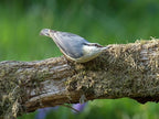 Birdseed Cylinders with Hole - Bird Seed for Outside Wild Birds (Small Cylinder, Tweet Treats 4pc)